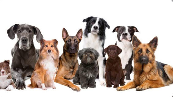 Köpeğim Kayboldu Ne Yapmalıyım?