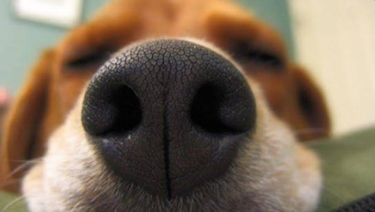 Köpeğim Kayboldu Ne Yapmalıyım?
