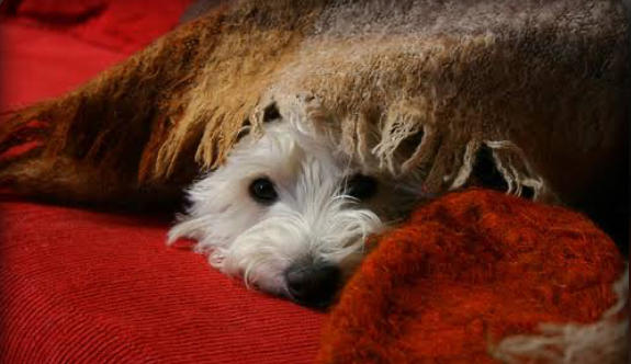 Köpeğim Kayboldu Ne Yapmalıyım?