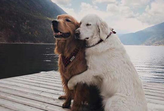 Kedi ile Köpek Dost Olursa Ne Olur?
