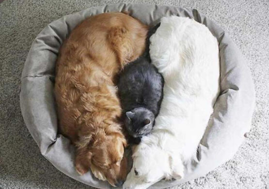 Kedi ile Köpek Dost Olursa Ne Olur?