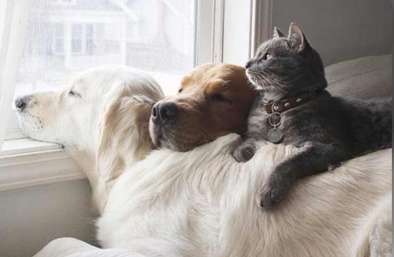 Kedi ile Köpek Dost Olursa Ne Olur?