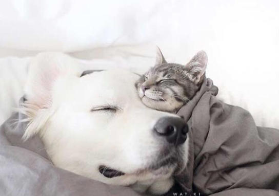 Kedi ile Köpek Dost Olursa Ne Olur?