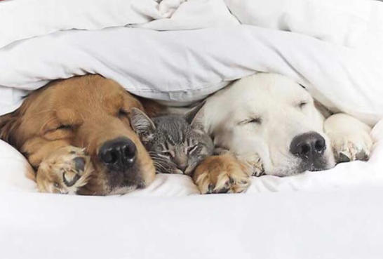 Kedi ile Köpek Dost Olursa Ne Olur?