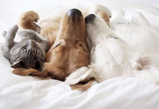 Kedi ile Köpek Dost Olursa Ne Olur?