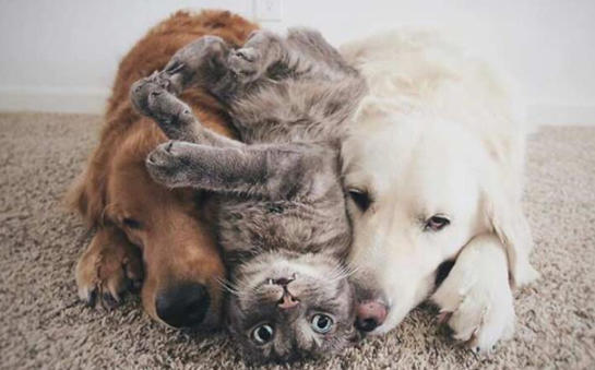 Kedi ile Köpek Dost Olursa Ne Olur?