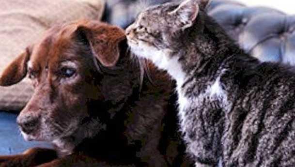 Kedi ile Köpek Dost Olursa Ne Olur?