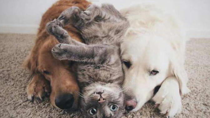 Kedi ile Köpek Dost Olursa Ne Olur?