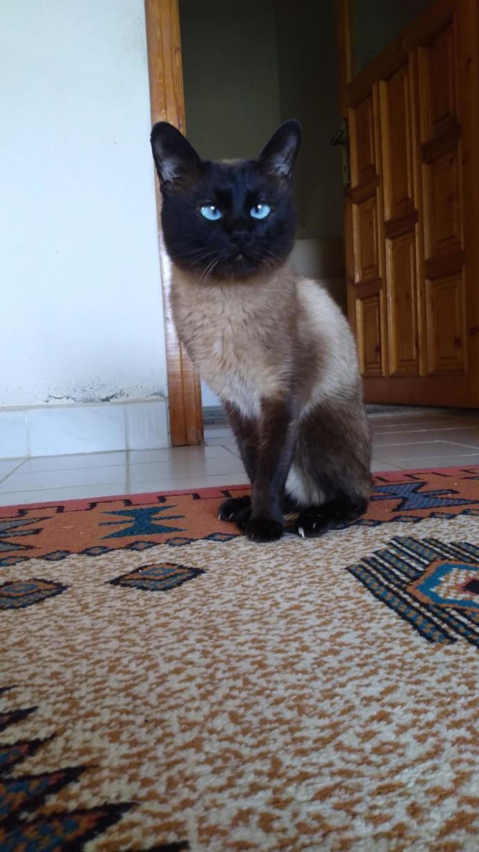 Kedi Sevenler Buraya: Ev Kedileri ve Türleri