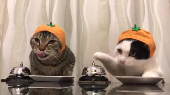 Kedi Sevenler Buraya: Ev Kedileri ve Türleri