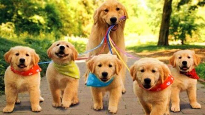 Hadi Hep Beraber Golden Retrieveri Tanıyalım :)