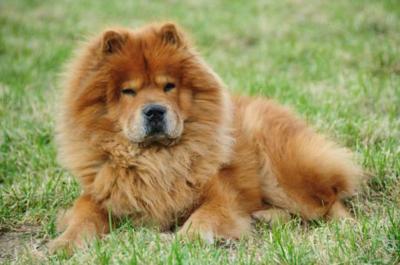chow chow fighting