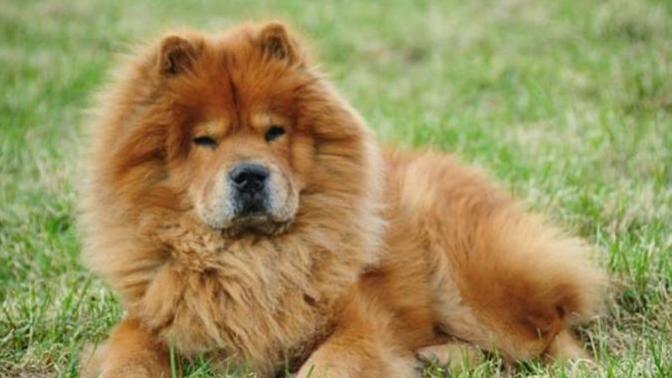 O Bir Aslan! Hadi Hep Beraber Chow Chow'u Tanıyalım