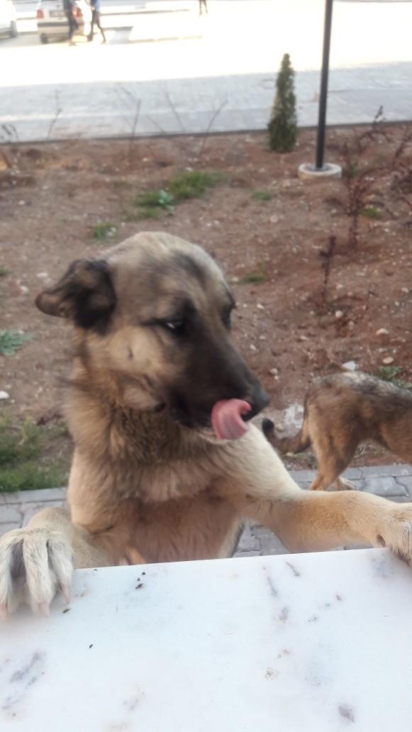 Neden Bir Evcil Hayvan Sahiplenmelisiniz?
