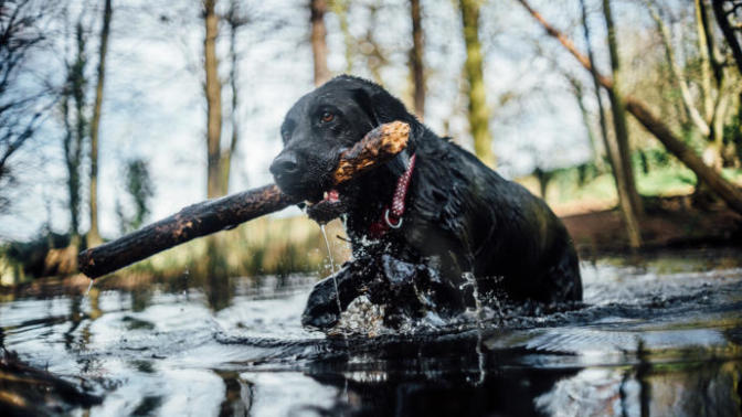 Av Köpekleri ve Türlerini Tanımaya Ne Dersiniz?