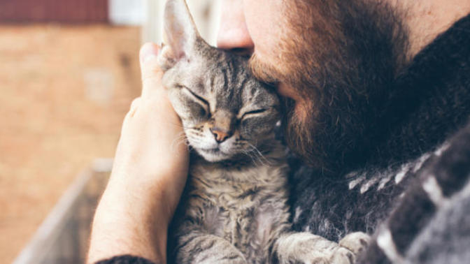 Kedi Sahiplenmemiz İçin Müthiş Nedenler :)