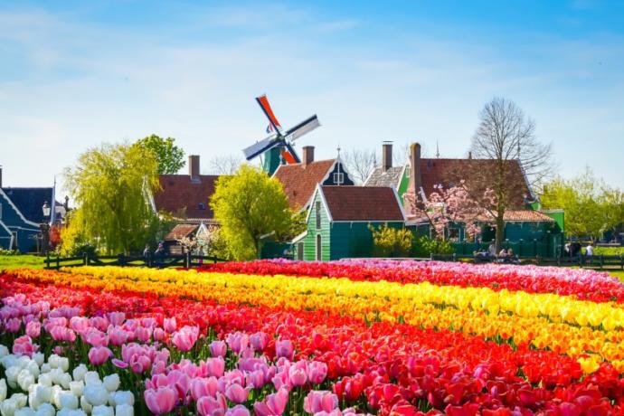 Tatilin En Güzel Kokan Ülkesi Hollanda
