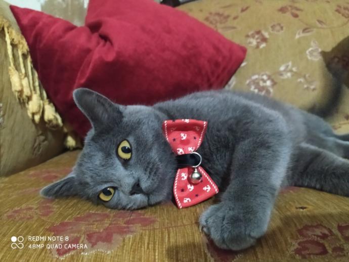 Tüylerle Savaşı Hiç Bitmeyen Evcil Hayvan Sahiplerinin Bilmesi Gereken 7 Şey