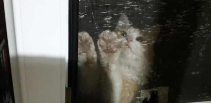 Akıllı Kedilerin “Ben Buradayım” Diye Bağıran 6 Özelliği