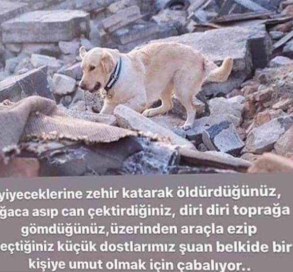 Benim Bebeklerim ve Köpeklerle İlgili Gerçekler