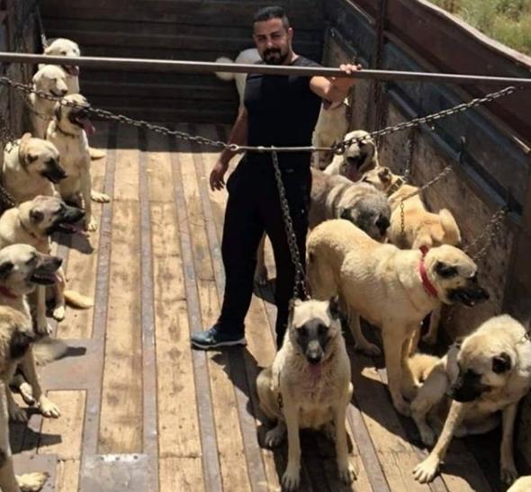 Benim Bebeklerim ve Köpeklerle İlgili Gerçekler