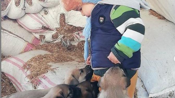 Benim Bebeklerim ve Köpeklerle İlgili Gerçekler