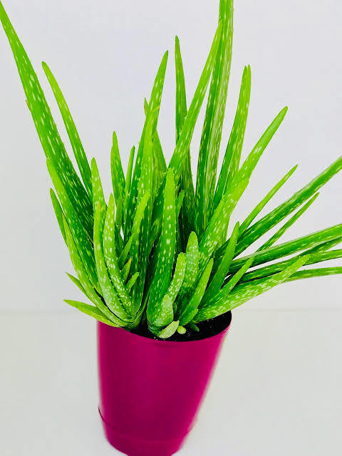 aloe vera
