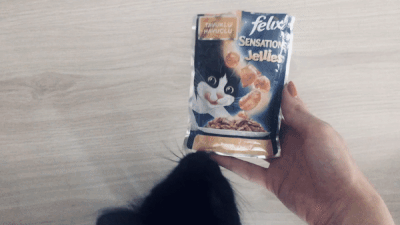 Bir Kedinin Kalbine Giden Yol Midesinden Geçer! Kedinizin Ağzını Sulandıracak Mamalar 😻