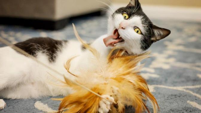 Patililere Şenlik Var: Akıllı Kediler İçin Ortamı Renklendirecek Akıllı Ürünler! 🐾