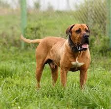 Köpekler Bize Ne Söylemek İstiyor Olabilir?