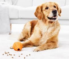 Köpekler Bize Ne Söylemek İstiyor Olabilir?