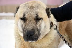 Köpekler Bize Ne Söylemek İstiyor Olabilir?