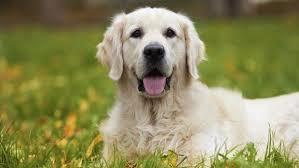 Köpekler Bize Ne Söylemek İstiyor Olabilir?