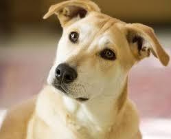 Köpekler Bize Ne Söylemek İstiyor Olabilir?
