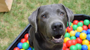 Köpekler Bize Ne Söylemek İstiyor Olabilir?