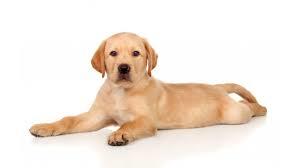 Köpekler Bize Ne Söylemek İstiyor Olabilir?