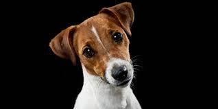 Köpekler Bize Ne Söylemek İstiyor Olabilir?