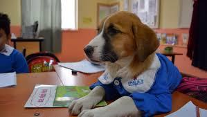 Köpekler Bize Ne Söylemek İstiyor Olabilir?