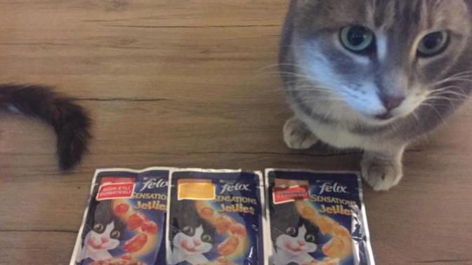 Akıllı Kediler Cumhuriyeti’nde Sıradan Bir Gün…