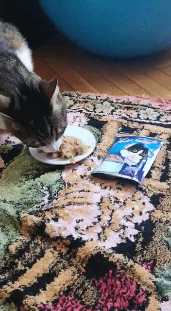 Kediler Neden Yaş Mamaya Bayılırlar? [Çözüldü]