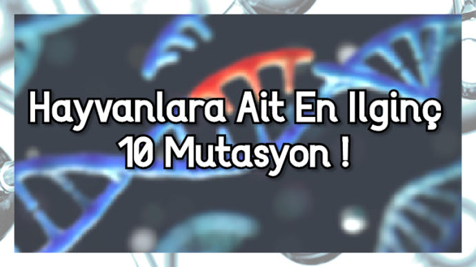 Hayvanlara Ait En İlginç 10 Mutasyon!
