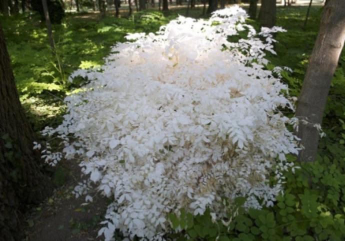 Albino Bitki