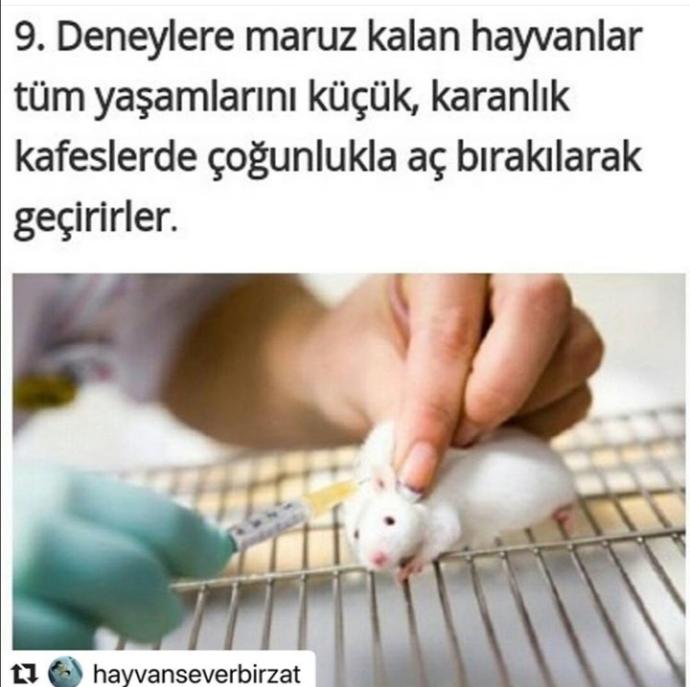 Hayvan Deneyleri Hakında Korkunç Gerçekler!