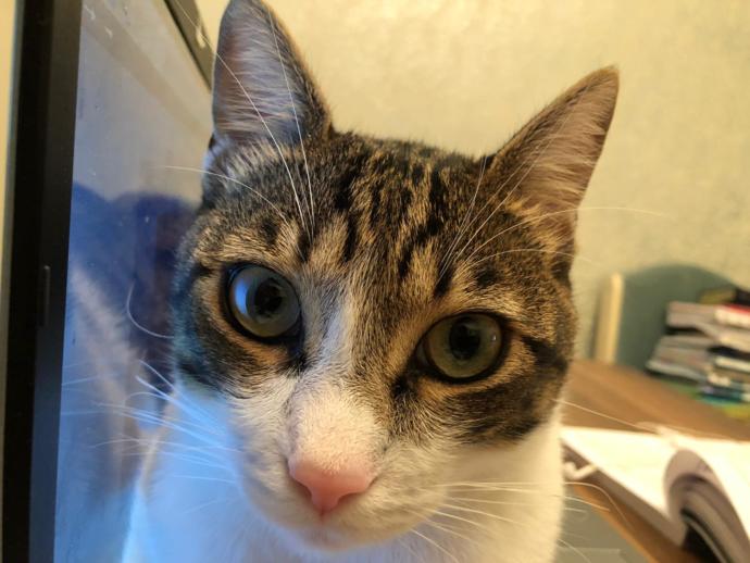 Neden Bir Kedi Sahibi Olmalısınız?