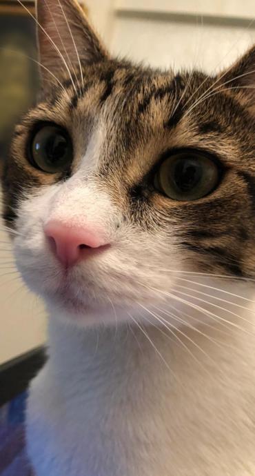 Neden Bir Kedi Sahibi Olmalısınız?
