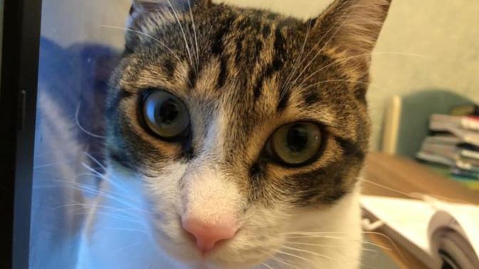 Neden Bir Kedi Sahibi Olmalısınız?