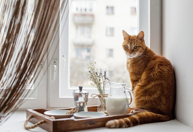 Kedi Sahipleri Buraya! Kedi Maması Seçerken Dikkat Edilmesi Gerekenler!