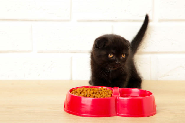Kedi Sahipleri Buraya! Kedi Maması Seçerken Dikkat Edilmesi Gerekenler!