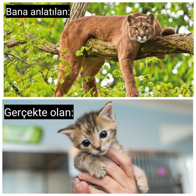 Koç Burcu İnsanları Hakkında Merak Edilenler