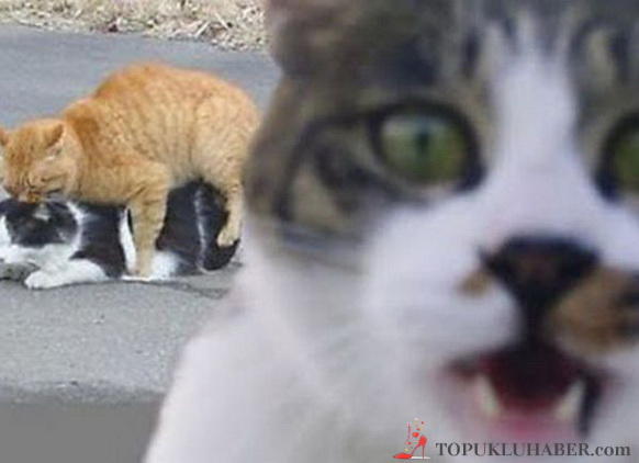 Davetsiz Misafirlerin Sabote Ettiği 10 Fotoğraf!
